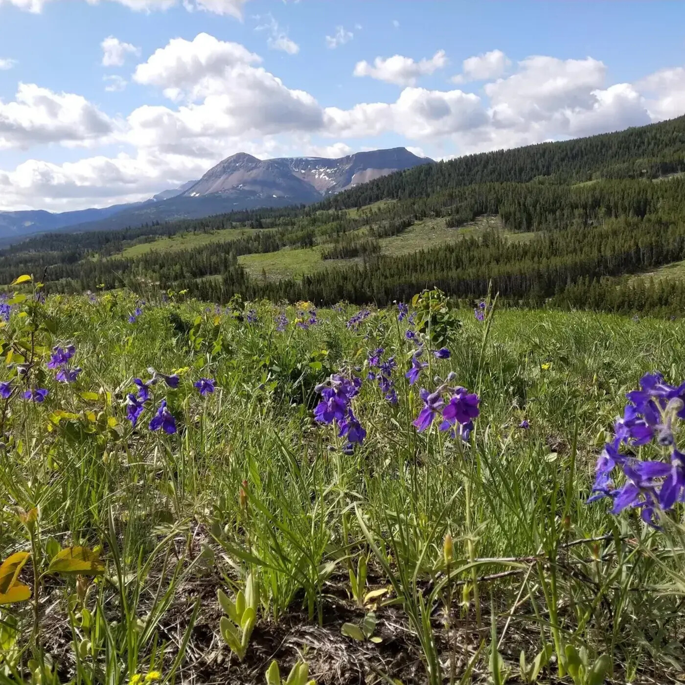 In Defense of Plants Podcast