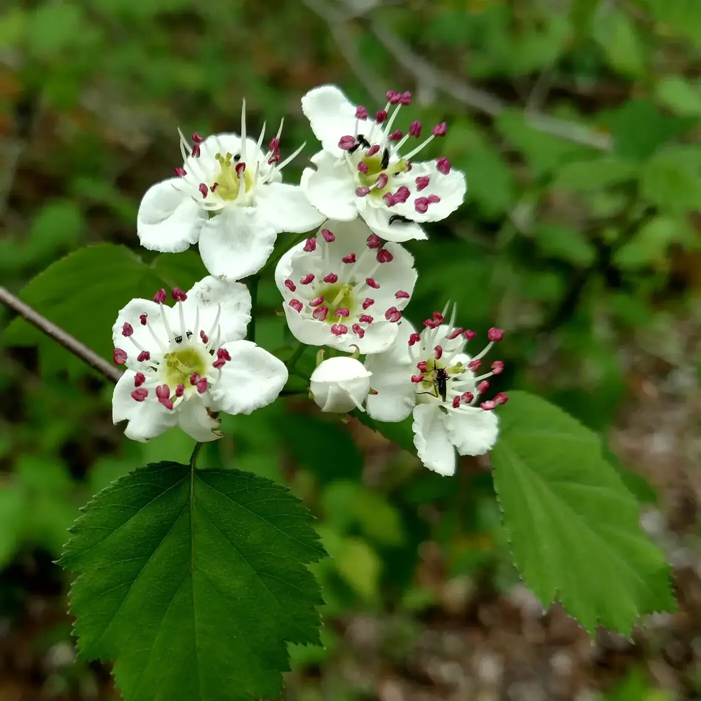 Ep. 397 - Grappling with the Hawthorns