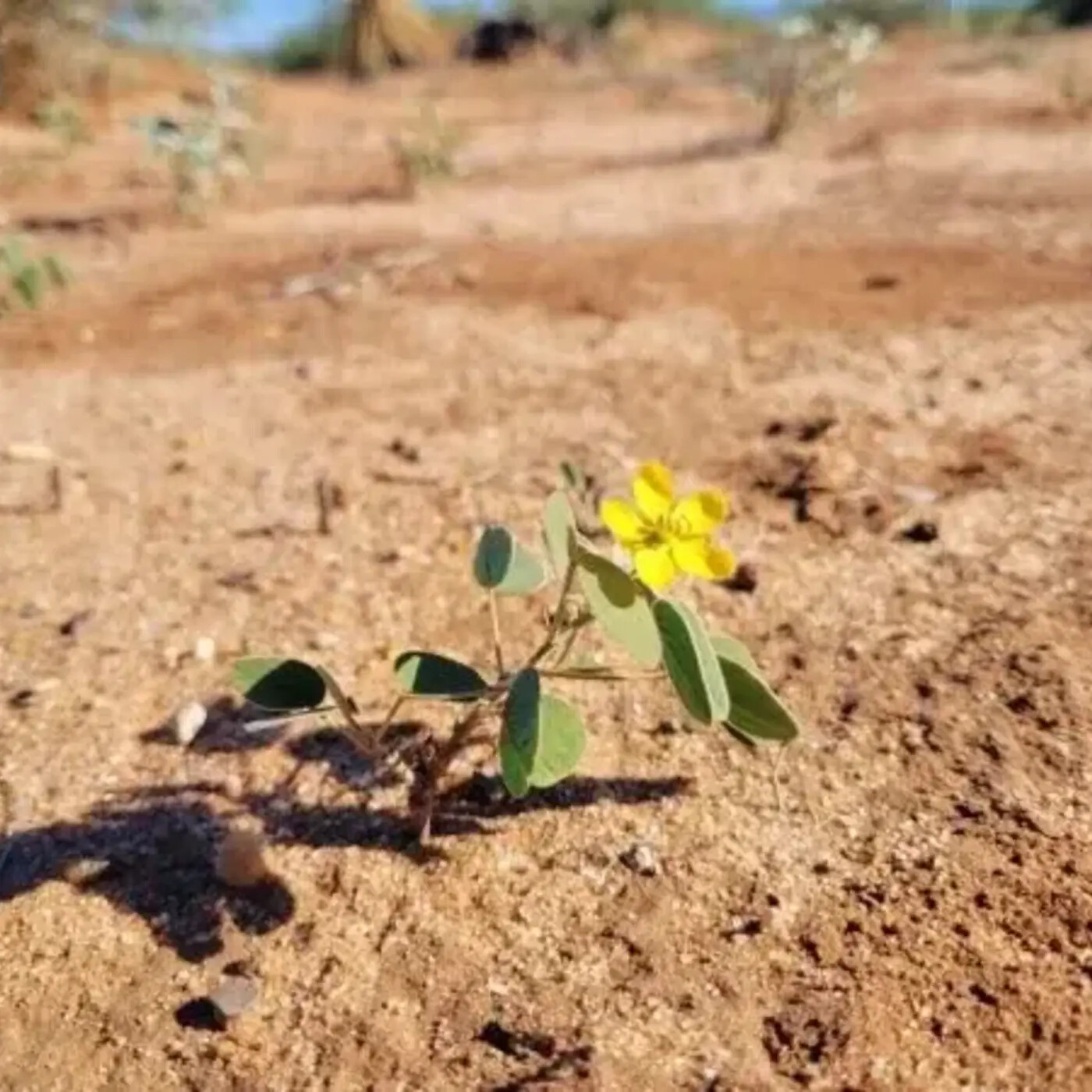 In Defense of Plants Podcast