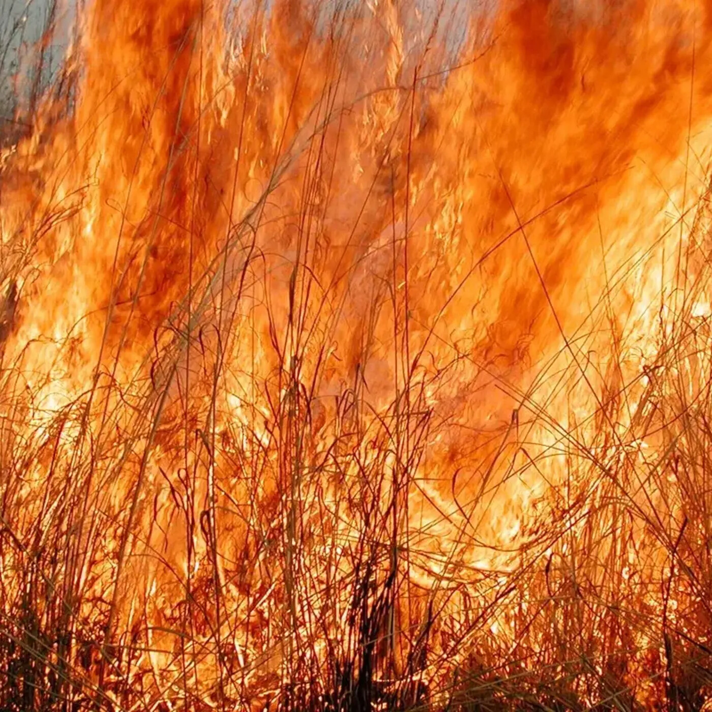 Ep. 345 - Reconstructing Two Centuries of Midwest Prairie Fire History