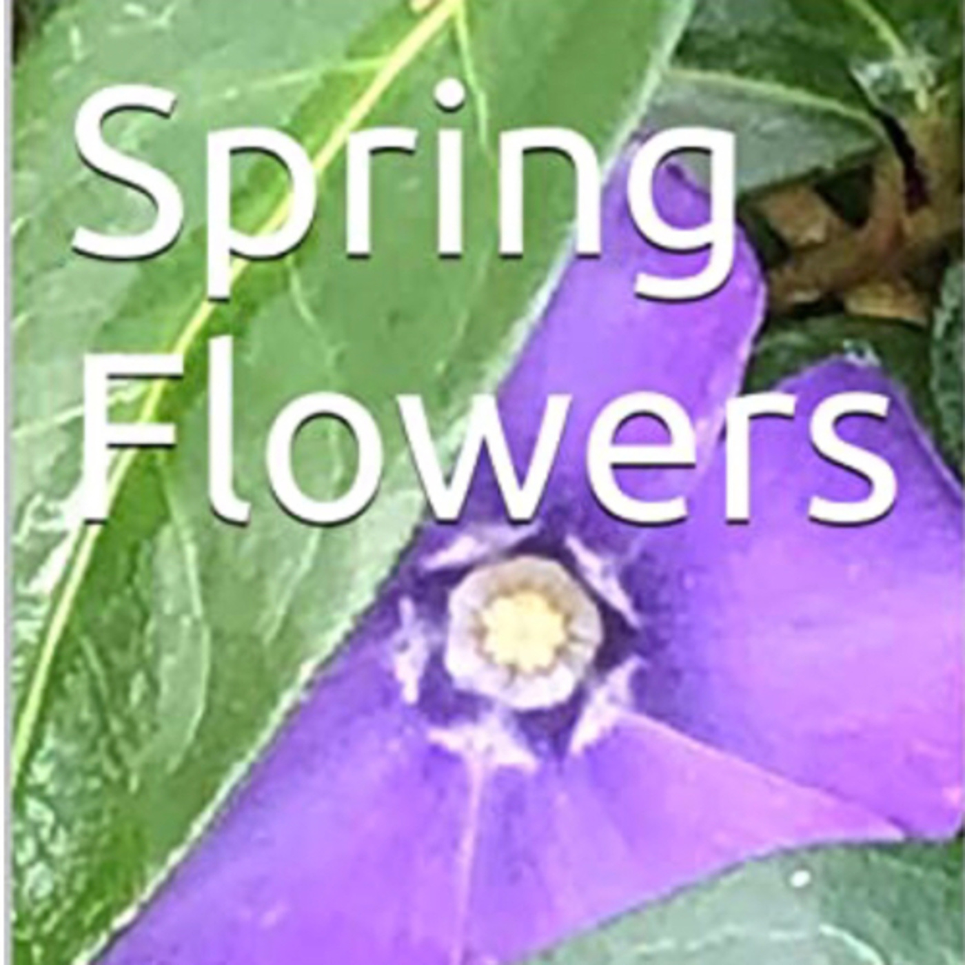 Spring Flowers Volume 90 Timid by Daniel Lucas