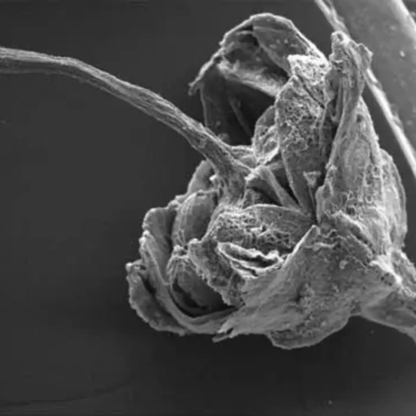 In Defense of Plants Podcast