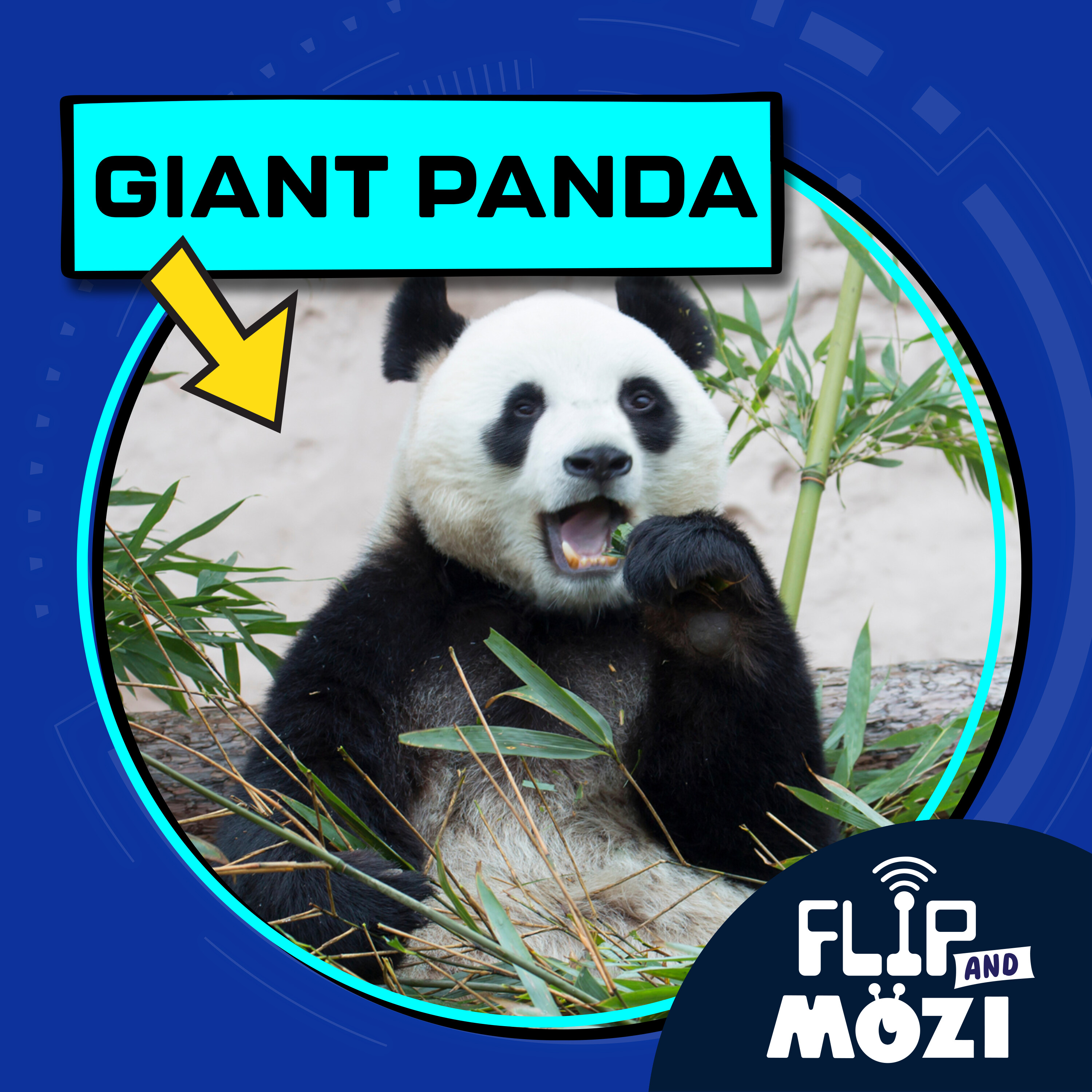 Giant Panda (9/14/23)