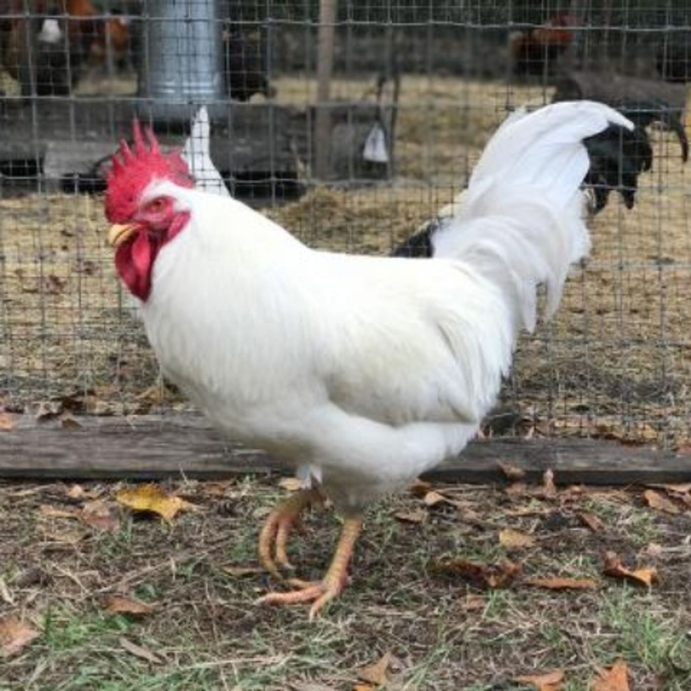 A Chicken Saved My Life