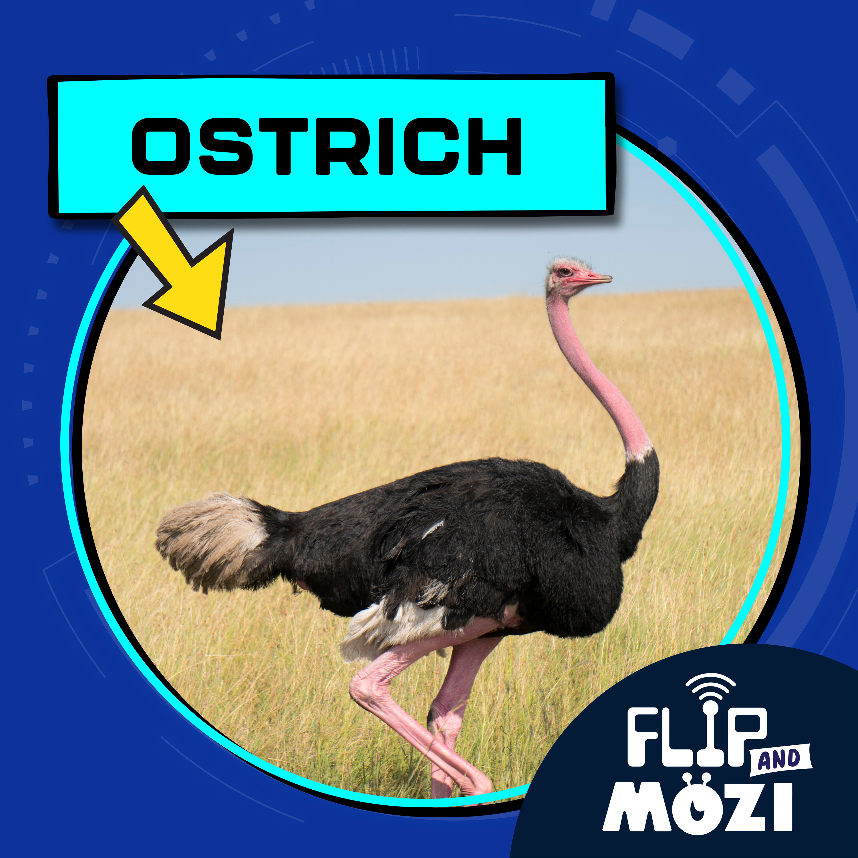 Ostrich