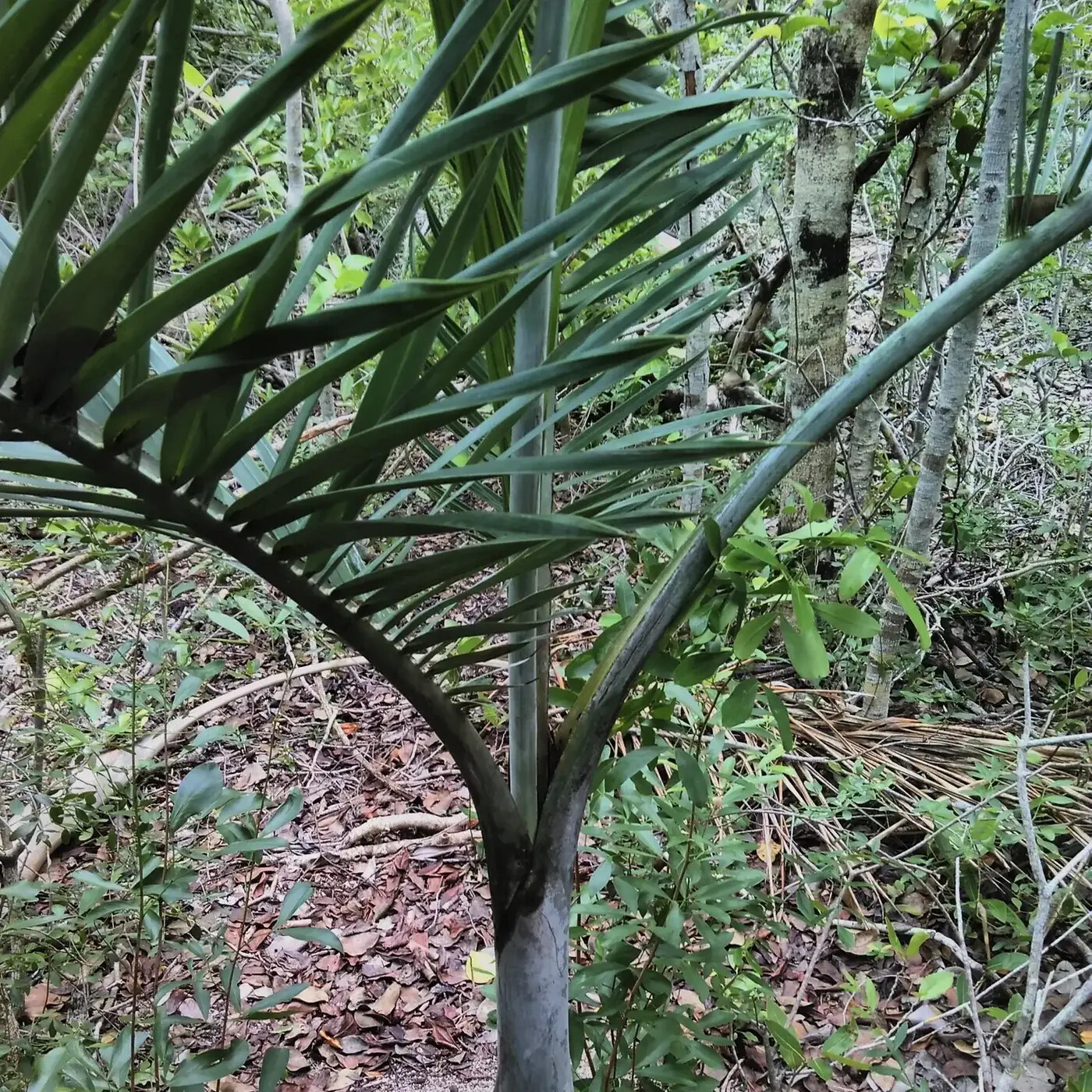 Ep. 351 - Can Pseudophoenix Rise From the Ashes?