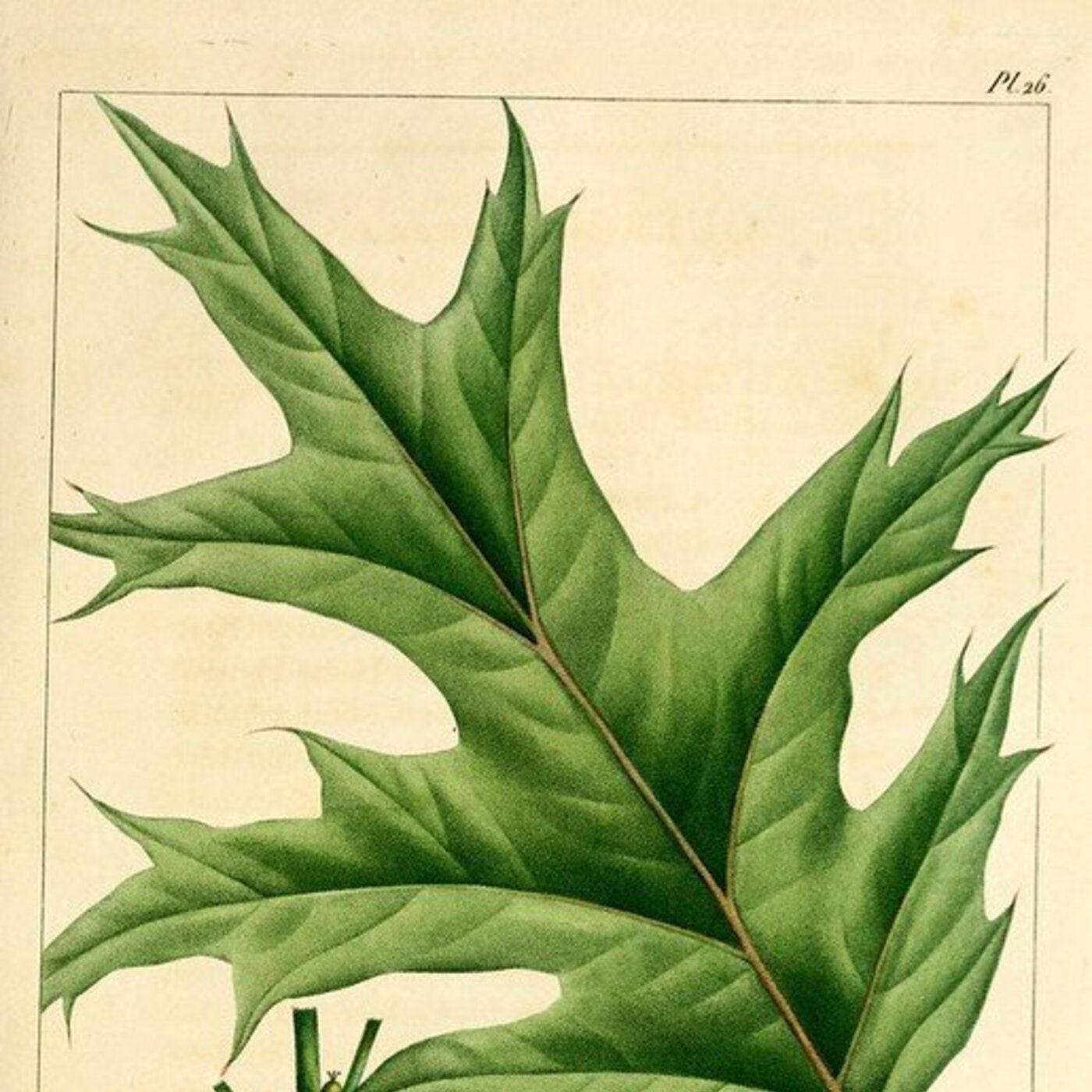 In Defense of Plants Podcast