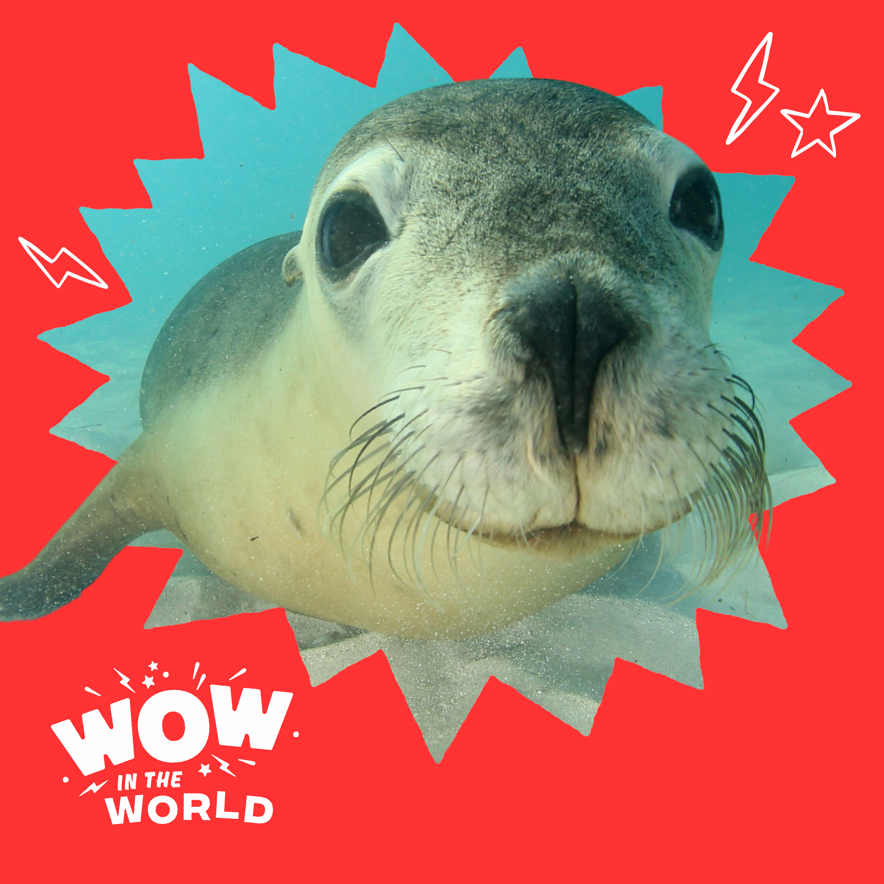 Diving In With Sea Lions: Mapping the Ocean Floor (2/10/25)