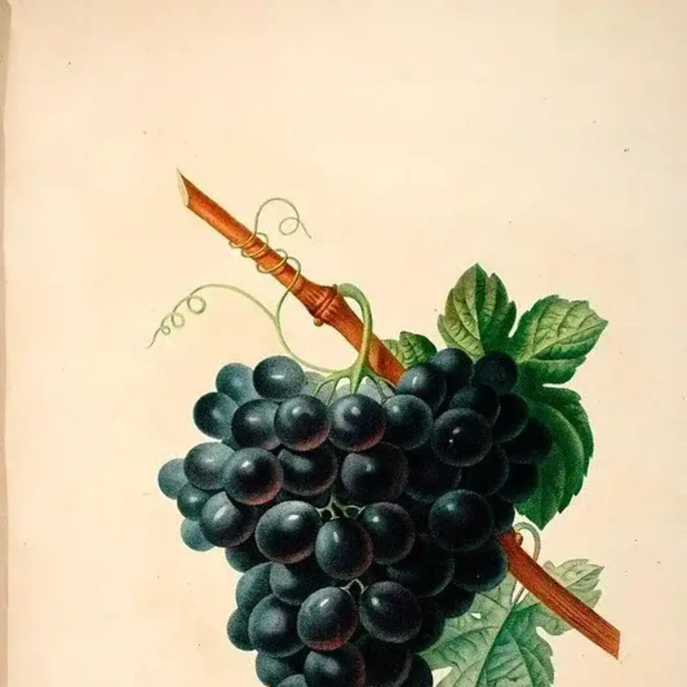 In Defense of Plants Podcast