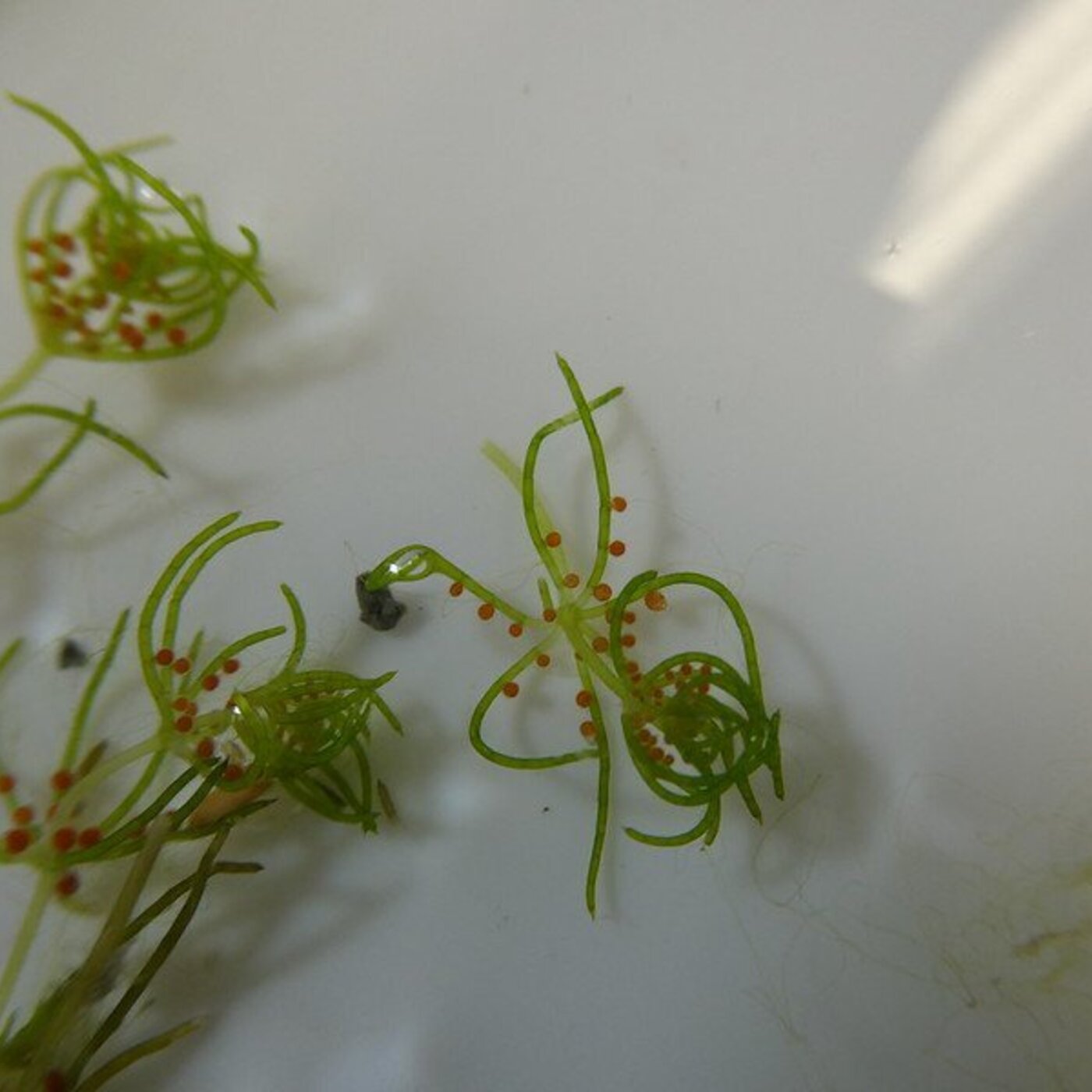 Ep. 435 - Chara Revisited