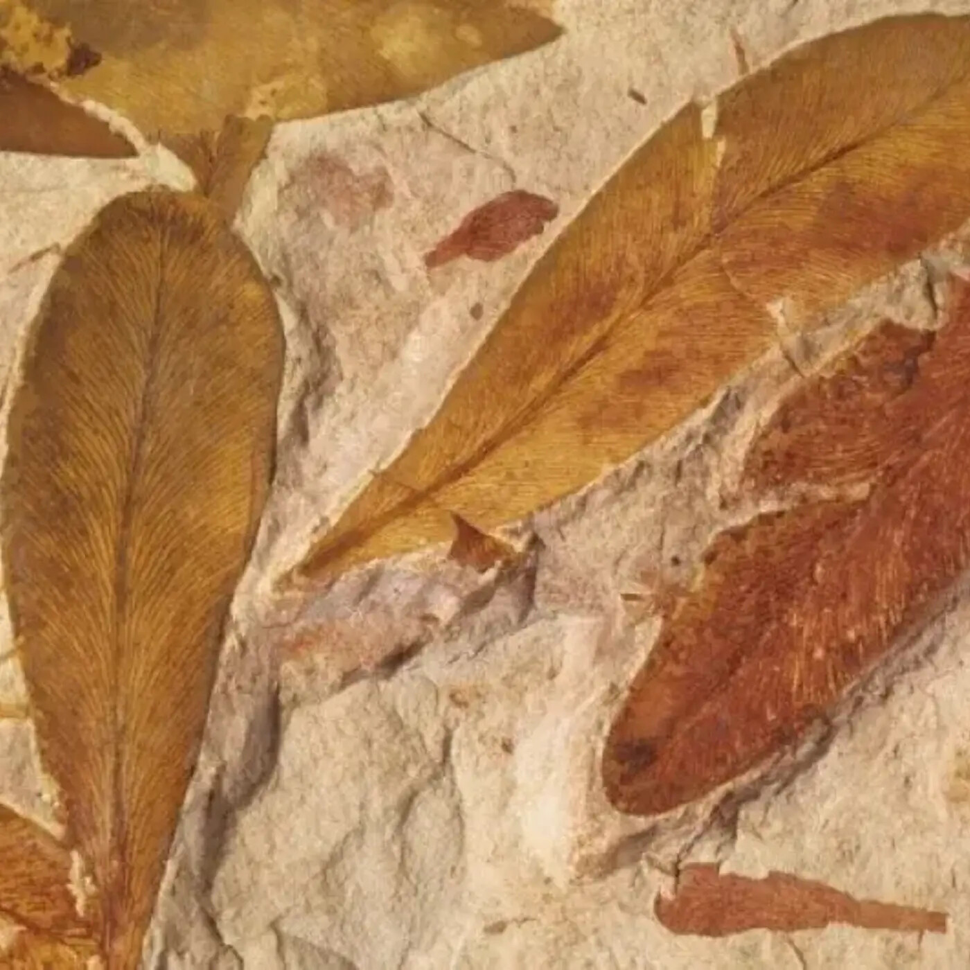 In Defense of Plants Podcast