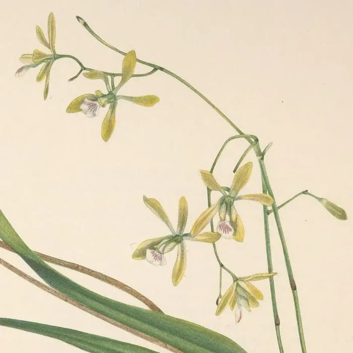 Ep. 371 - The Million Orchid Project