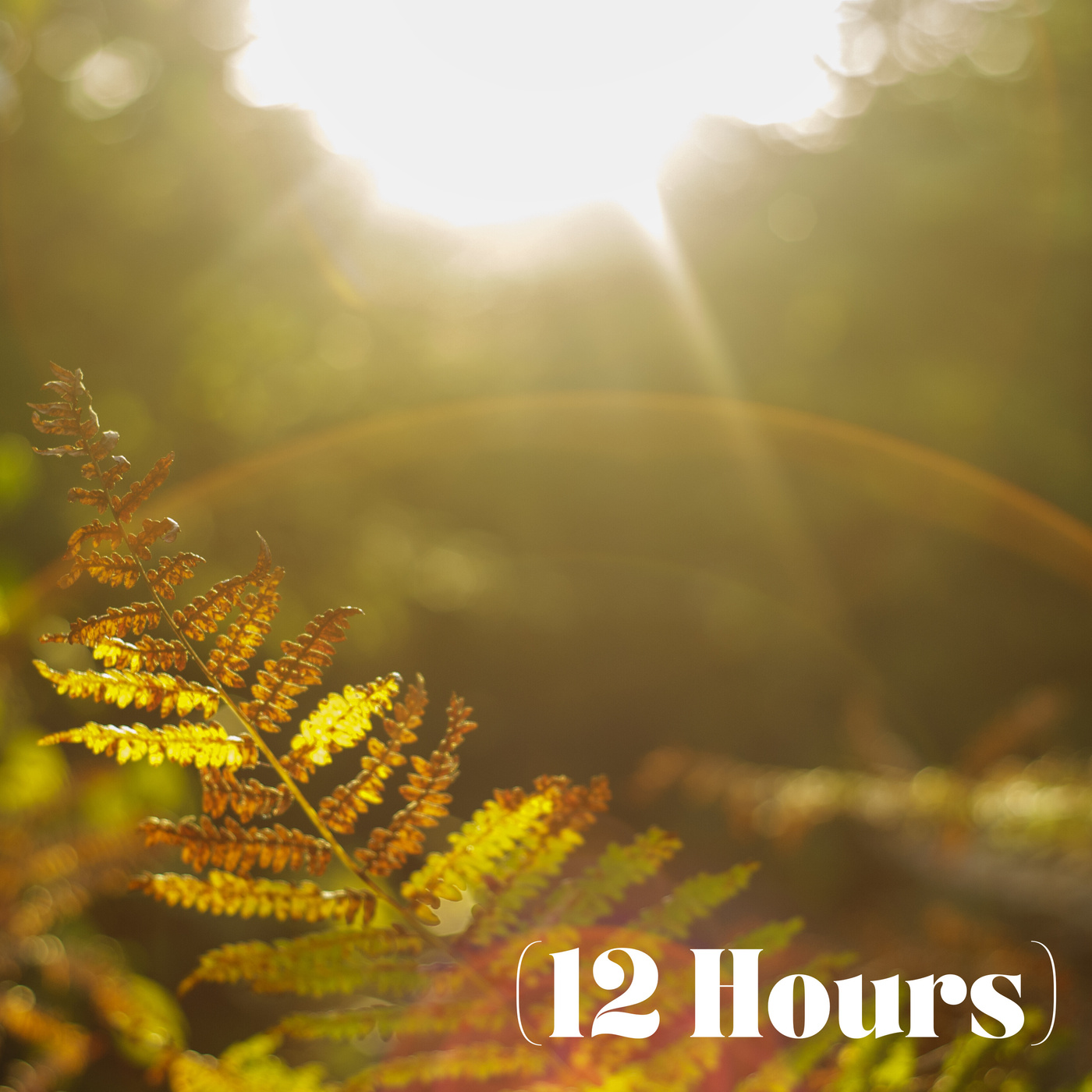 Rain-Kissed Morning in the Forest | Sleep Sound (12 Hours)