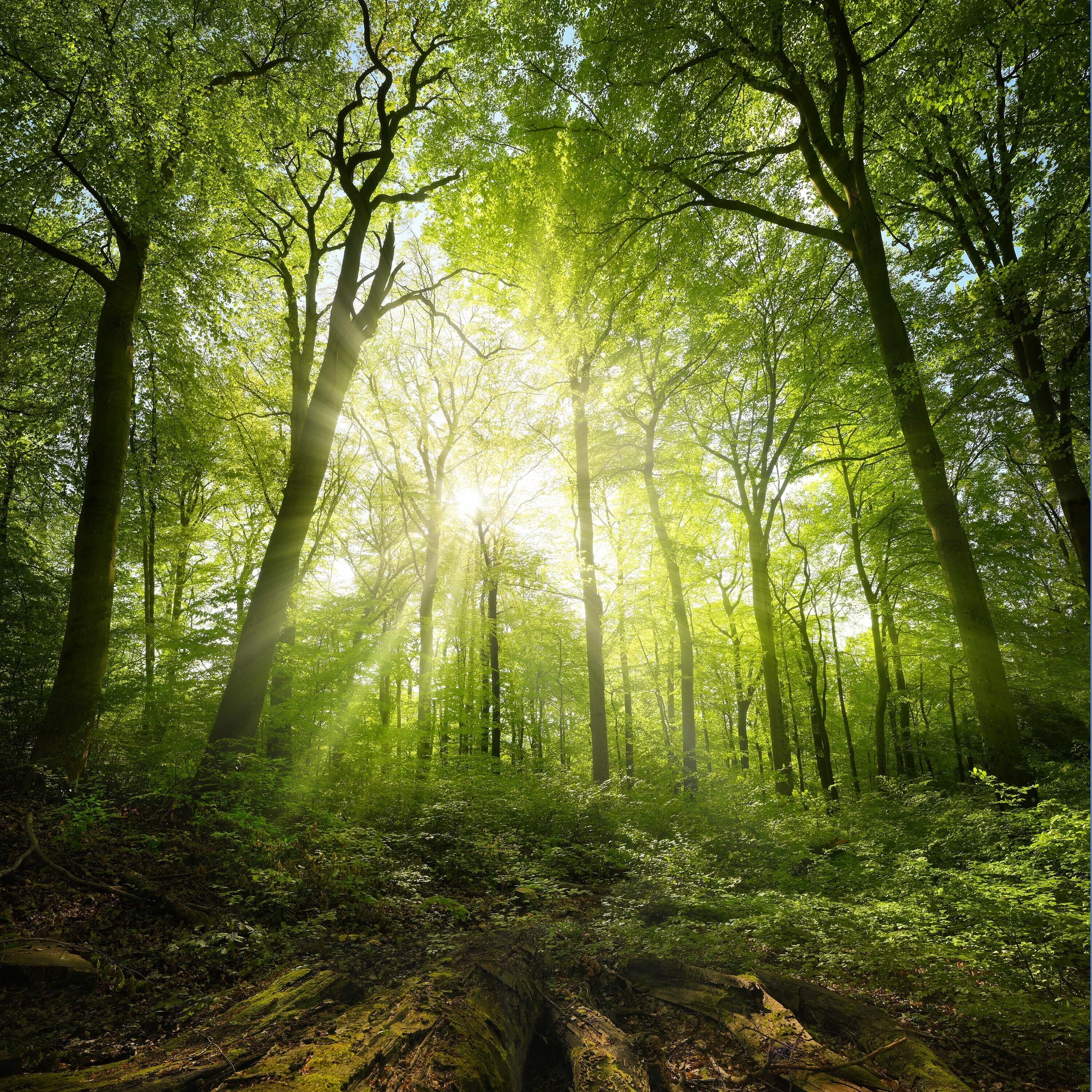 Embrace Everything - The World of Gustav Mahler - 第一乐章——这世界难道不美好吗？ 封面