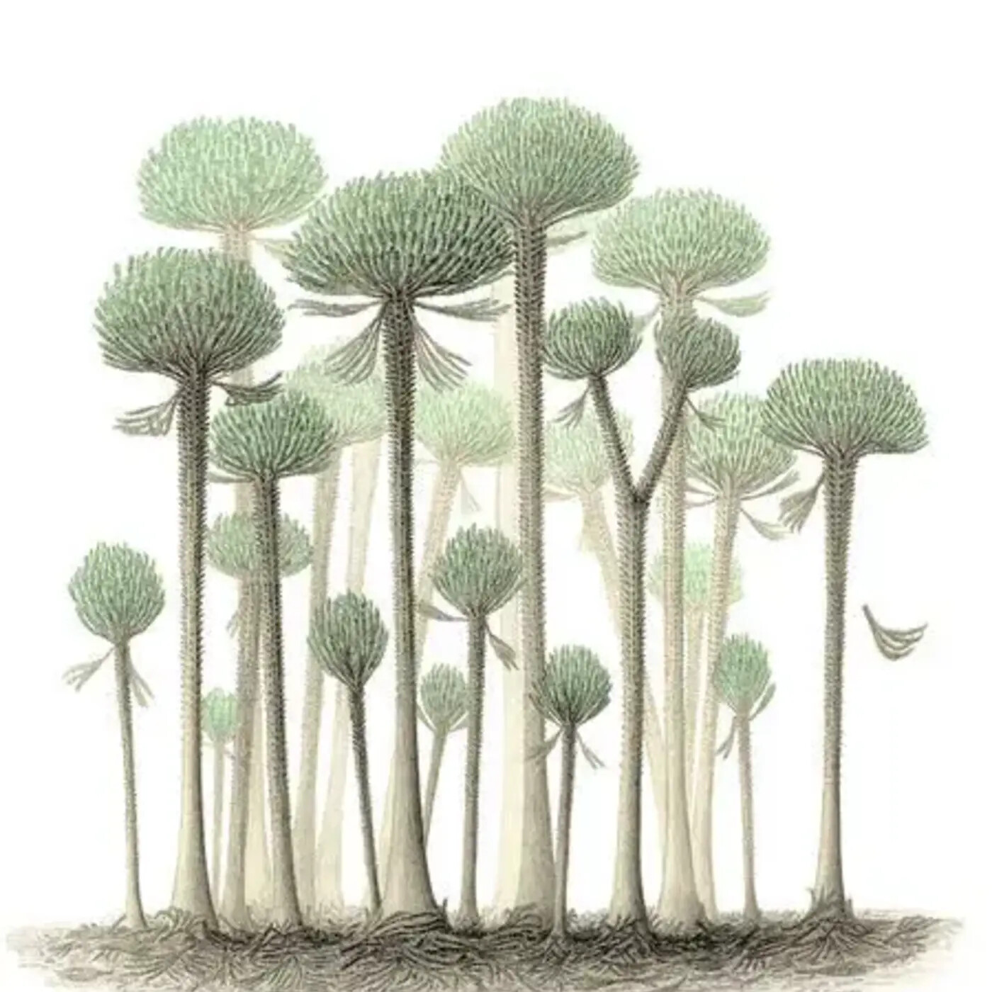 In Defense of Plants Podcast