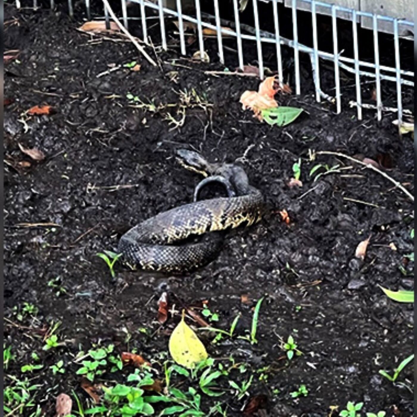 FLASHBACK: After The Show PODCAST: The snake that bit Champ.