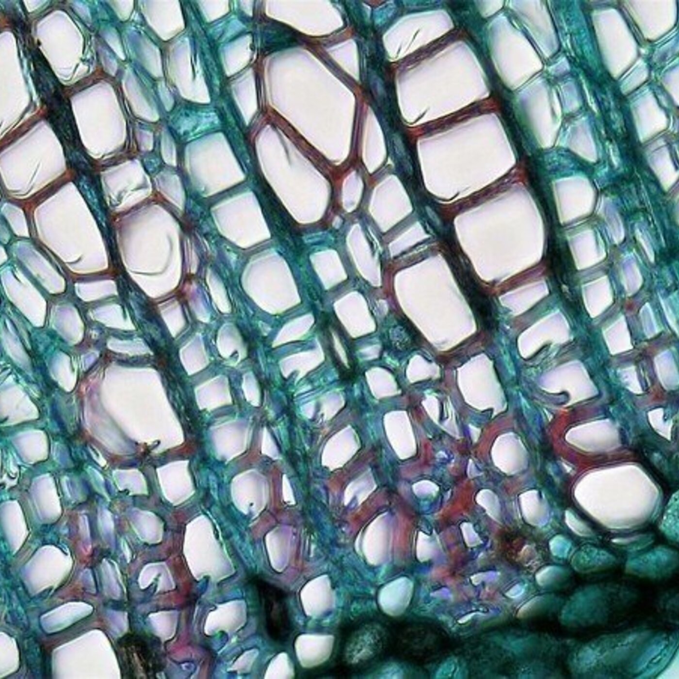 In Defense of Plants Podcast