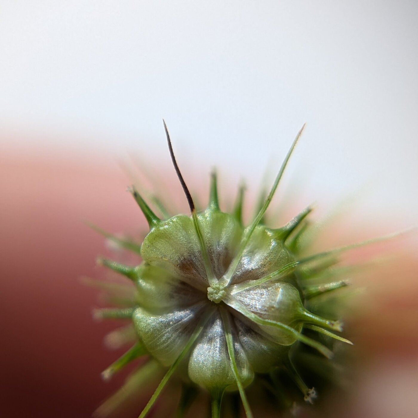 In Defense of Plants Podcast