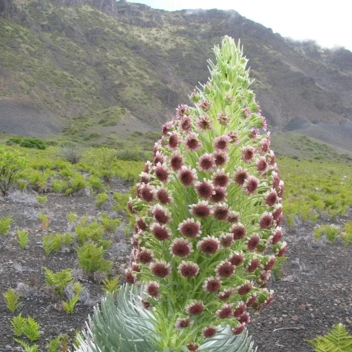 In Defense of Plants Podcast