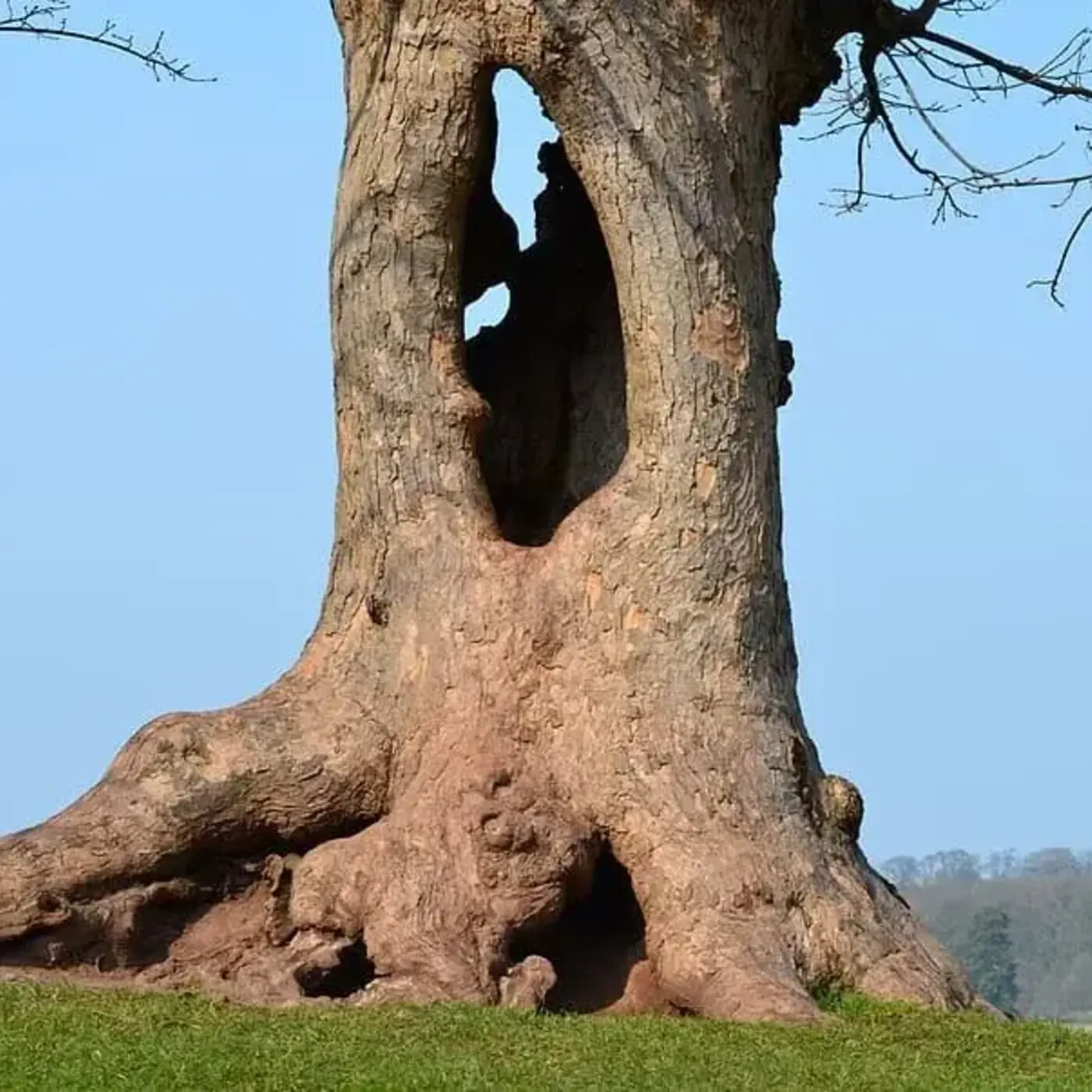 Ep. 274 - Hollow Trees = Habitat